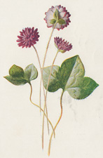 Hepatica